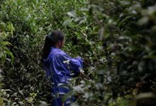 怎么理解武夷岩茶老枞水仙中的木质味与青苔味,科技枞是什么-武夷山特产