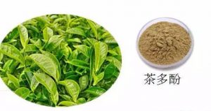 茶多酚