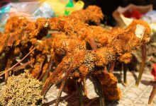 武夷山有哪些蕨类植物-武夷山特产