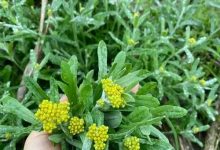 清明草鼠麴草-武夷山特产