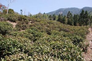 武夷山桐木挂墩山场