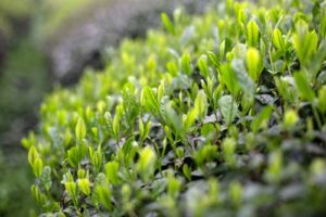 武夷岩茶