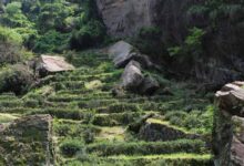 九龙窠老枞水仙-无忧舍-食间旅行者