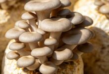 罗源秀珍菇-无忧舍-食间旅行者
